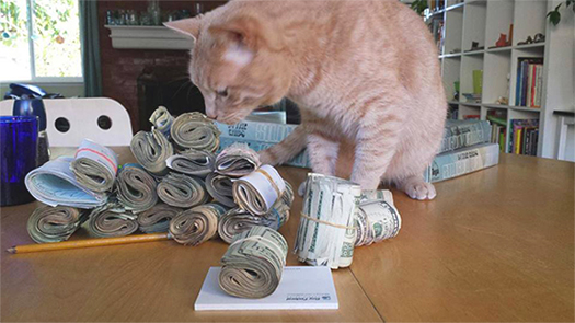 kitty helping count money