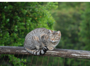 farm kitty on branch