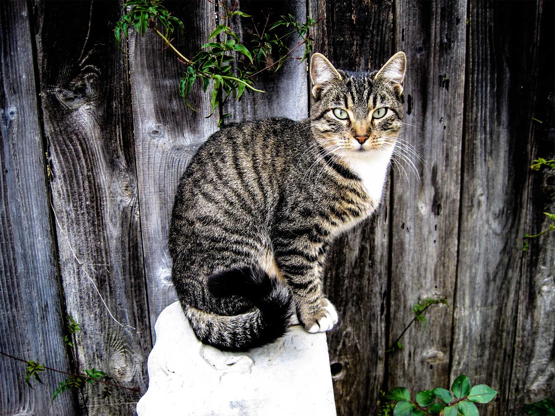 outdoors cat