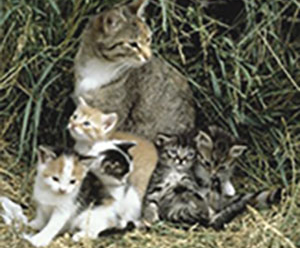 feral mother cat and kittens
